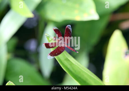 Grasshawk rouge, parasol, Commun Grasshawk dragonfly Banque D'Images