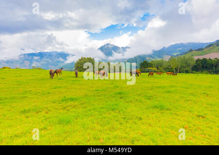 Chevaux sauvages dans une ferme du Volcan City Panama Banque D'Images