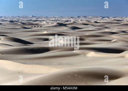L'Algérie. Près de Ouargla. Sandsea de l'Est. Grand Erg Oriental. Désert du Sahara. Paysage. Mer de Sable. Les dunes de sable. Les chameaux se rendant au marché. Caravantrain Chameau Banque D'Images
