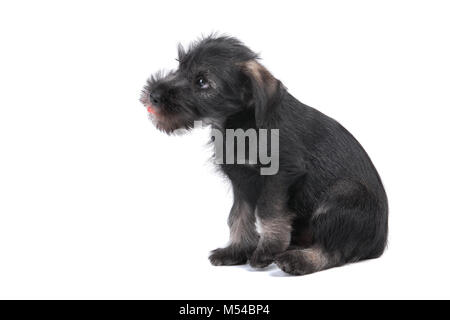 Chiot Mittelschnauzer isolé sur fond blanc Banque D'Images