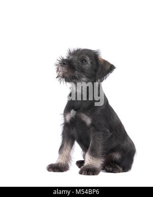 Chiot Mittelschnauzer isolé sur fond blanc Banque D'Images