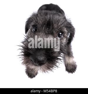 Chiot Mittelschnauzer isolé sur fond blanc Banque D'Images