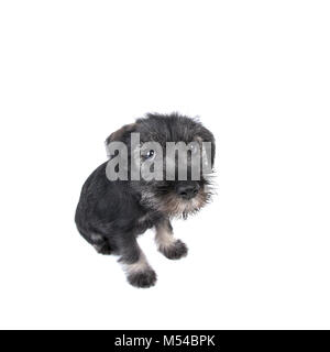 Prise grand angle de petit chiot mittelschnauzer solitaire. Banque D'Images