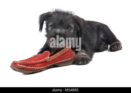 Chiot Mittelschnauzer isolé sur fond blanc avec des chaussure rouge Banque D'Images