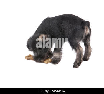 Chiot Mittelschnauzer isolé sur fond blanc mange un os Banque D'Images