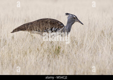 Outarde Kori (Ardeotis kori), à la recherche de proies dans la haute herbe sèche, Etosha National Park, Namibie, Afrique Banque D'Images