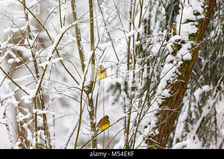 Yellowhammer on snowy branches dans les bois Banque D'Images