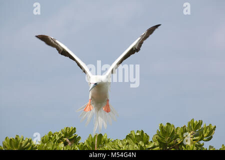 Booby à pieds rouges étalant et abaissant sa queue de sorte que les plumes augmentent la traînée pour ralentir l'oiseau vers le bas comme il étend les pieds de la toile pour l'atterrissage sur un arbre Banque D'Images