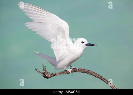 La Sterne blanche (Gygis alba rothschildi) atterrit sur une branche avec fond d'eau de la lagune d'aigue-marine dans l'océan Pacifique Banque D'Images