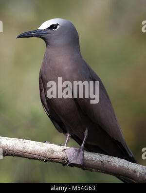 Noddi brun également connu sous le nom de Noddy commun (Anous stolidus pileatus) perché sur une branche sur une île du Pacifique Nord Banque D'Images
