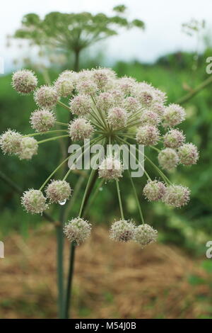 L'eau de la pruche de l'inflorescence des fleurs en ombelles Filipendule vulgaire Banque D'Images