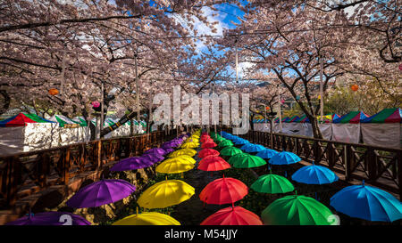 Yeojwacheon spring Blossom Festival Banque D'Images