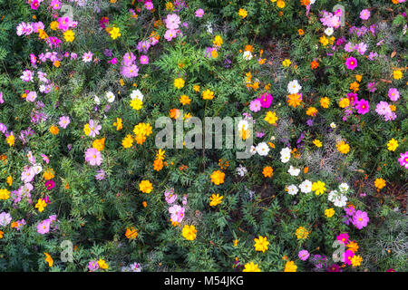 L'automne fleurs cosmos Banque D'Images