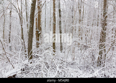 Les troncs des arbres en hiver woods Banque D'Images