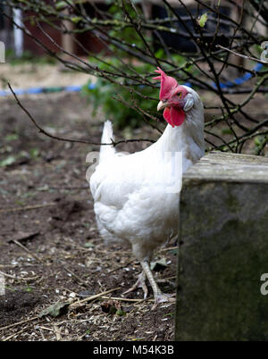 poulet Banque D'Images