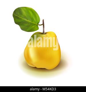 Poire Pomme coing photo réaliste 3D de vecteur fruit avec feuilles isolées sur fond blanc. Cydonia oblonga dans la famille des Rosacées Illustration de Vecteur