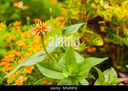 Dahlia fleur rouge jaune Banque D'Images