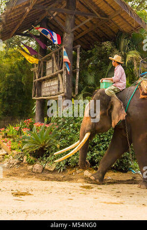 L'homme éléphant thaïlandais sur gros plan Banque D'Images