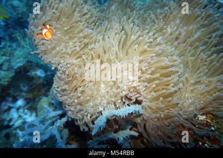 Poisson clown clown sur un tentacule longue couleur Anemone Banque D'Images