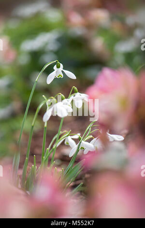 Close-up image de la floraison de printemps fleurs Snowdrop blanc également connu sous le Galanthu nivalis. Banque D'Images