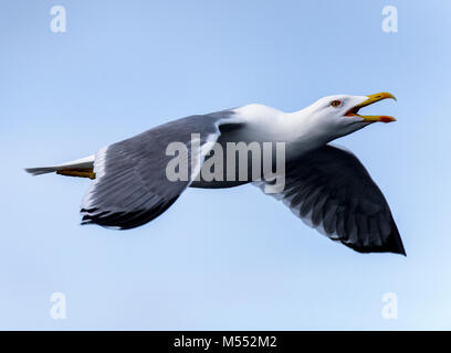 Yellow-legged Gull (Larus michaellis), Seabird, twetting Banque D'Images