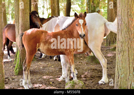 Poulain brun avec blanc mère d'un groupe d'une vie à l'intérieur d'un chevaux Garrano forest Banque D'Images