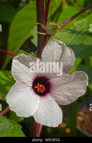 Plateau d'Hibiscus (Hibiscus sabdariffa) également connu sous le nom de Karkadè ou Roselle. Banque D'Images