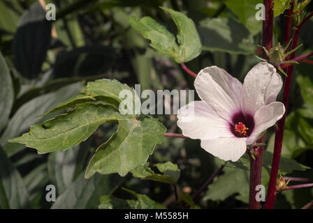 Plateau d'Hibiscus (Hibiscus sabdariffa) également connu sous le nom de Karkadè ou Roselle. Banque D'Images