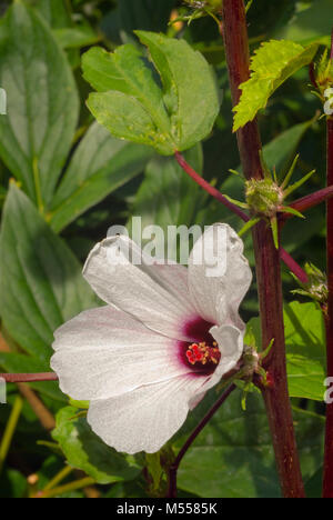 Plateau d'Hibiscus (Hibiscus sabdariffa) également connu sous le nom de Karkadè ou Roselle. Banque D'Images