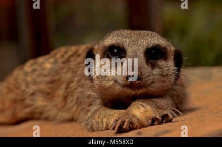 Meerkat Banque D'Images