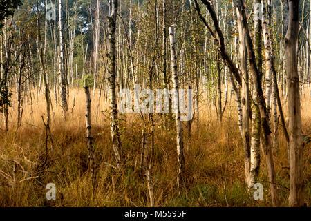 Darss forêt primitive en Allemagne Banque D'Images