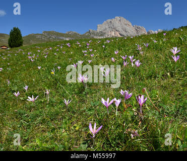 Autums crocus dans les dolomites et le Tyrol du sud, Italie, Banque D'Images