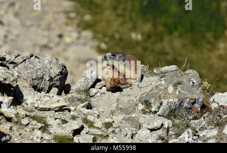 Marmotte alpine dans les Alpes, les Dolomites Tyrol du Sud, Italie, Banque D'Images