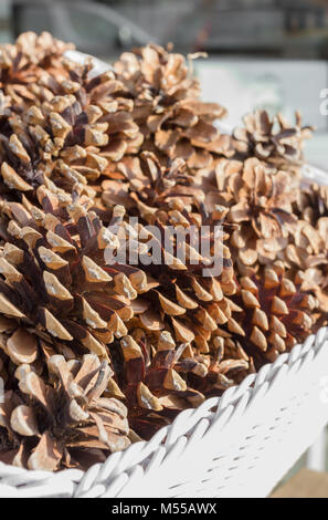 Cônes de pin dans panier Banque D'Images