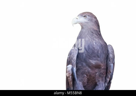 L'aigle de mer isolé gris Banque D'Images