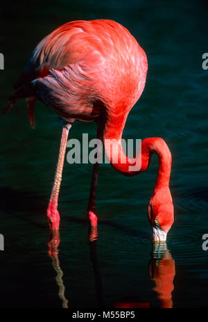 Flamant rose Banque D'Images