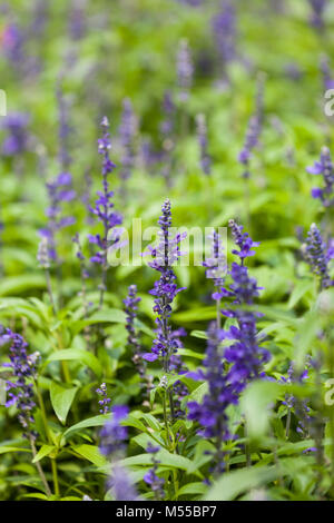 Salvia bleu fleur pourpre Banque D'Images