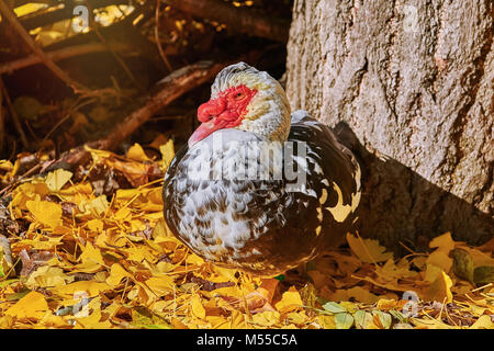 Le canard de Barbarie (Cairina moschata) Banque D'Images