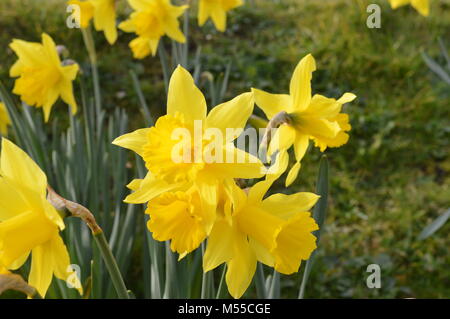 Les jonquilles sauvages poussant sur route Banque D'Images