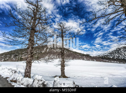 Les arbres et les montagnes de neige sous un ciel nuageux bleu Banque D'Images