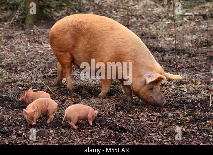 Porc Tamworth et porcelets Banque D'Images