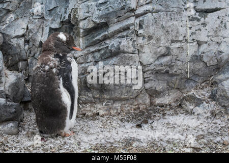 L'Antarctique, l'Île Cuverville. La mue Gentoo pingouin (Pygoscelis papua) entouré de plumes. Banque D'Images
