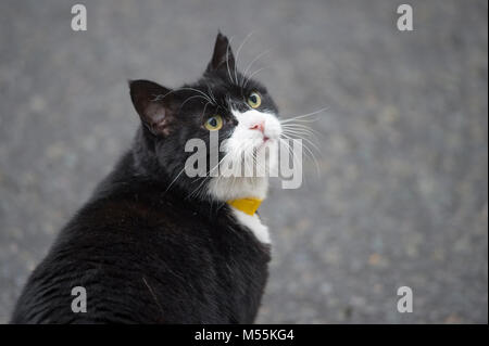 Downing Street, London, UK. 20 février 2018. Palmerston, le chef résident de l'Mouser Foreign & Commonwealth Office, arrive à Downing Street pendant la première réunion hebdomadaire du cabinet depuis février évidement. Credit : Malcolm Park/Alamy Live News. Banque D'Images