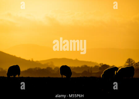 Le pâturage des troupeaux de moutons que le soleil se couche sur une ferme de moutons de montagne près du village de Lixwm avec l'entrée de la gamme Clwydian Hills dans la distance, Flintshire, Pays de Galles, Royaume-Uni Banque D'Images