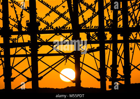 Pays de Galles Aberystwyth UK, le mardi 20 mars 2018 Royaume-Uni : Météo : Le soleil se couche, encadré de façon spectaculaire derrière la jetée de Aberystwyth, sélectionne les silhouettes de certains des dizaines de milliers d'étourneaux minuscule qu'ils se perchent pour la nuit, entassés pour plus de chaleur et de sécurité, sur les poutres et les poutres sous l'ère victorienne distinctif de la ville jetée en bord de l'un des rares gîtes urbains au Royaume-Uni, le Crédit : Keith morris/Alamy Live News Banque D'Images