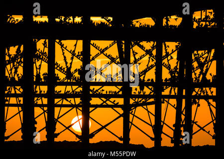 Pays de Galles Aberystwyth UK, le mardi 20 mars 2018 Royaume-Uni : Météo : Le soleil se couche, encadré de façon spectaculaire derrière la jetée de Aberystwyth, sélectionne les silhouettes de certains des dizaines de milliers d'étourneaux minuscule qu'ils se perchent pour la nuit, entassés pour plus de chaleur et de sécurité, sur les poutres et les poutres sous l'ère victorienne distinctif de la ville jetée en bord de l'un des rares gîtes urbains au Royaume-Uni, le Crédit : Keith morris/Alamy Live News Banque D'Images