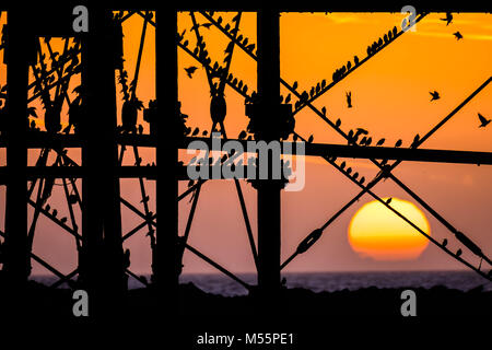 Pays de Galles Aberystwyth UK, le mardi 20 mars 2018 Royaume-Uni : Météo : Le soleil se couche, encadré de façon spectaculaire derrière la jetée de Aberystwyth, sélectionne les silhouettes de certains des dizaines de milliers d'étourneaux minuscule qu'ils se perchent pour la nuit, entassés pour plus de chaleur et de sécurité, sur les poutres et les poutres sous l'ère victorienne distinctif de la ville jetée en bord de l'un des rares gîtes urbains au Royaume-Uni, le Crédit : Keith morris/Alamy Live News Banque D'Images