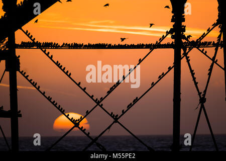 Pays de Galles Aberystwyth UK, le mardi 20 mars 2018 Royaume-Uni : Météo : Le soleil se couche, encadré de façon spectaculaire derrière la jetée de Aberystwyth, sélectionne les silhouettes de certains des dizaines de milliers d'étourneaux minuscule qu'ils se perchent pour la nuit, entassés pour plus de chaleur et de sécurité, sur les poutres et les poutres sous l'ère victorienne distinctif de la ville jetée en bord de l'un des rares gîtes urbains au Royaume-Uni, le Crédit : Keith morris/Alamy Live News Banque D'Images