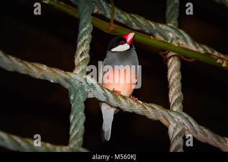 (Lonchura Oryzivora Java Sparrow) Banque D'Images