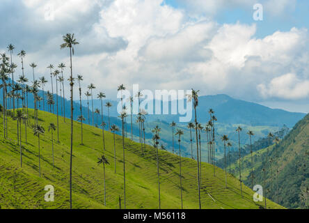 Palmiers de cire de la vallée de Cocora, Colombie Banque D'Images